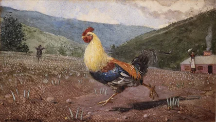 Kogut, 1876